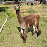 alpaca for sale