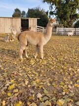 alpaca for sale