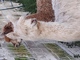alpaca for sale