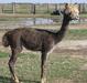 alpaca for sale