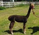 alpaca for sale