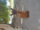 alpaca for sale