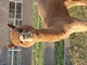 alpaca for sale