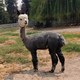 alpaca for sale