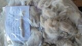 alpaca for sale
