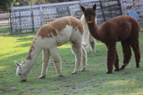 alpaca for sale