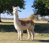 alpaca for sale