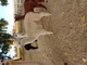 alpaca for sale