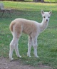 alpaca for sale