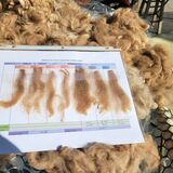 alpaca for sale