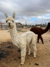 Photo of LMM Mr Washington