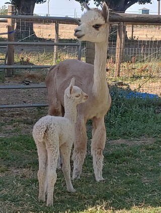 Pretty dams and cria