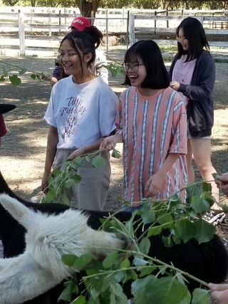 learning about alpacas
