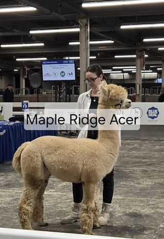 Photo of Maple Ridge Acer