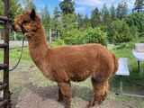 Photo of ACRF PRINCESS MAYA