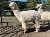 Photo of SUNNY ACCOYO MOONWALK