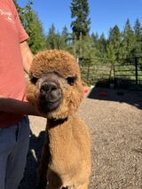Photo of Enchanted Farms Tiana