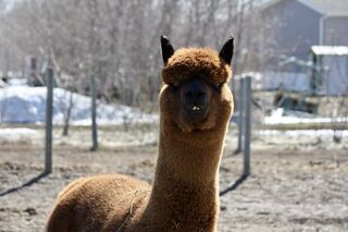 Photo of Gangster's Pystol Alyst
