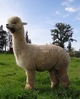 alpaca for sale