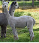 alpaca for sale