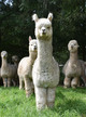 alpaca for sale