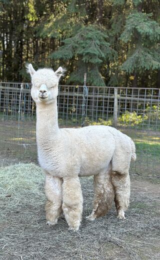 Photo of NPA Cool Hand