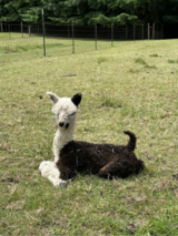 alpaca for sale