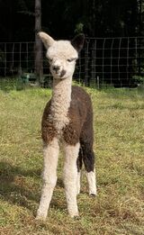alpaca for sale