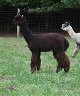 alpaca for sale