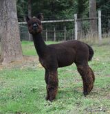 alpaca for sale
