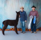 alpaca for sale