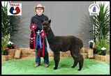 alpaca for sale