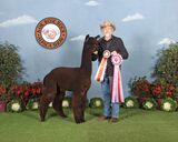 alpaca for sale