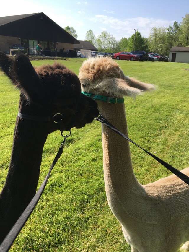Alpaca Enchantment Farm