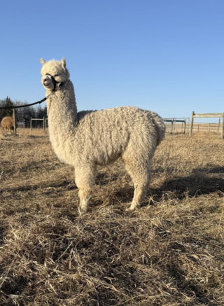 Photo of Luna Brew