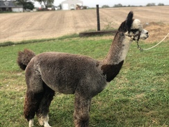 Photo of Irish Meadows Maverik