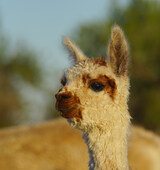Photo of HSRS Poppyseed by Coppola