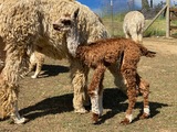 alpaca for sale