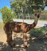 alpaca for sale