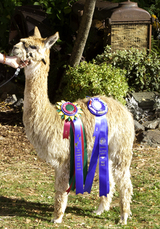 alpaca for sale