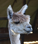 alpaca for sale