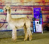 alpaca for sale