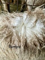 alpaca for sale