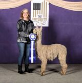 alpaca for sale