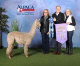 alpaca for sale