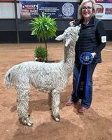 alpaca for sale