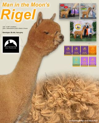 Photo of Man in The Moon's Rigel