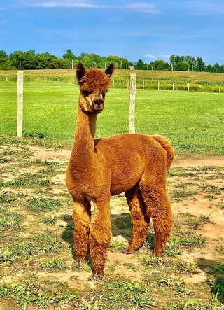 Photo of Peruvian Frankie