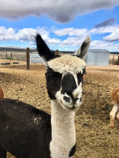 Photo of charcoal&white Starshine/Midnight Moon