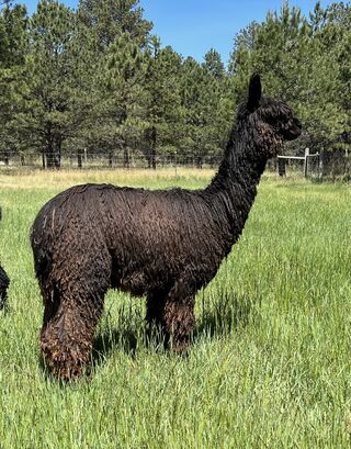 Photo of LODESTAR (Rogue's Lodestar at Pines Edge)